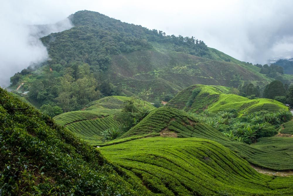 BOH Tea Plantation, Pahang